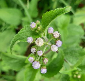 Horney Goat weed